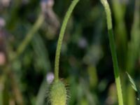 Papaver dubium ssp. lecoqii Borgholms slott, Borgholm, Öland, Sweden 20190525_0031