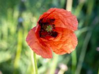 Papaver dubium ssp. lecoqii Borgholms slott, Borgholm, Öland, Sweden 20190525_0032