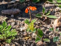 Papaver dubium ssp. lecoqii Vanningen, Vellinge, Skåne, Sweden 20240613_0118