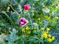 Papaver dubium ssp. stevenianum Chalaubani, Kakheti, Georgia 20180426_3333