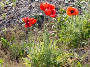 Papaver lasiothrix - Jättevallmo