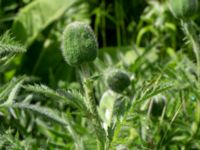 Papaver lasiothrix Ödetomt Hagstorpsgatan, Kirseberg, Malmö, Skåne, Sweden 20190531_0053