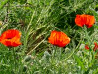 Papaver lasiothrix Ödetomt, Hagstorpsgatan, Kirseberg, Malmö, Skåne, Sweden 20190605_0012