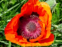 Papaver lasiothrix Ödetomt, Hagstorpsgatan, Kirseberg, Malmö, Skåne, Sweden 20190605_0013