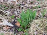 Papaver lasiothrix Alunbruket, Andrarum, Tomelilla, Skåne, Sweden 20170402_0021