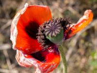 Papaver lasiothrix Grodreservatet, Norra hamnen, Malmö, Skåne, Sweden 20160529_0227