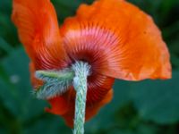 Papaver lasiothrix Herrgårdsparken, Fröseke, Uppvidinge, Småland, Sweden 20190608_0571