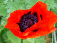 Papaver lasiothrix Lindängelunds rekreationsområde, Malmö, Skåne, Sweden 20170529_0023