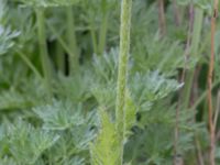 Papaver lasiothrix Lindängelunds rekreationsområde, Malmö, Skåne, Sweden 20170529_0025