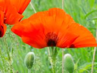 Papaver lasiothrix Risarps grustag, Harplinge, Halmstad, Halland, Sweden 20220612_0045