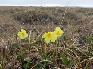 Papaver macounii - Macoun's Poppy