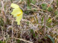 Papaver macounii Coffee Dome, Nome, Alaska, USA 20140620_1129