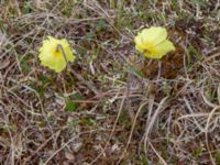 Papaver macounii Coffee Dome, Nome, Alaska, USA 20140620_1132