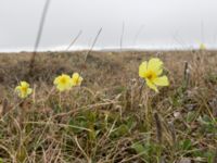 Papaver macounii Coffee Dome, Nome, Alaska, USA 20140620_1133