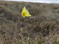 Papaver macounii Coffee Dome, Nome, Alaska, USA 20140620_1135