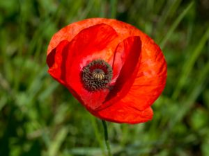 Papaver orientale - Oriental Poppy - Orientvallmo