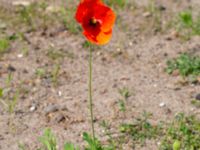 Papaver rhoeas Kämnärsvägen, Lund, Skåne, Sweden 20200530_0031