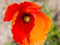 Papaver rhoeas Kämnärsvägen, Lund, Skåne, Sweden 20200530_0033