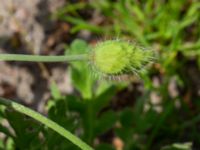 Papaver rhoeas Kämnärsvägen, Lund, Skåne, Sweden 20200530_0035