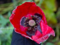 Papaver rhoeas Svedala jorddeponi, Svedala, Skåne, Sweden 20231021_0103