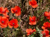 Papaver rhoeas Ulricedal, Malmö, Skåne, Sweden 20220715_0055