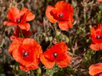 Papaver rhoeas Ulricedal, Malmö, Skåne, Sweden 20220715_0056