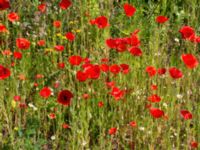 Papaver rhoeas Utsiktsvägen, Malmö, Skåne, Sweden 20210606_0008