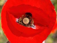 Papaver rhoeas Utsiktsvägen, Malmö, Skåne, Sweden 20210606_0010