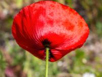 Papaver rhoeas Utsiktsvägen, Malmö, Skåne, Sweden 20210606_0011