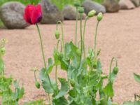 Papaver sominferum Ulricedal, Malmö, Skåne, Sweden 20220622_0022