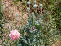 Papaver somniferum Spillepeng, Burlöv, Skåne, Sweden 20200614_0157