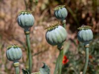 Papaver somniferum Spillepeng, Burlöv, Skåne, Sweden 20200614_0158