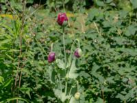 Papaver somniferum Ulricedal, Malmö, Skåne, Sweden 20190617_0040