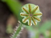 Papaver somniferum Väderögatan, Malmö hamn, Malmö, Skåne, Sweden 20170625_0019