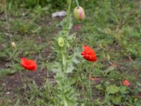 Papaver somniferum Väderögatan, Malmö hamn, Malmö, Skåne, Sweden 20170625_0020