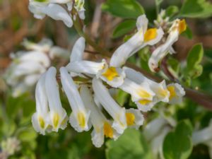 Pseudofumaria alba - Pale Corydalis - Blekgul nunneört