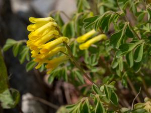 Pseudofumaria lutea - Rock Fumewort - Gul nunneört