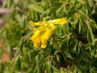 Pseudofumaria lutea Grodreservatet, Norra hamnen, Malmö, Skåne, Sweden 20160529_0189