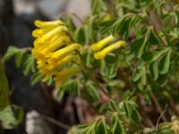 Pseudofumaria lutea Grodreservatet, Norra hamnen, Malmö, Skåne, Sweden 20160529_0190