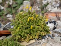 Pseudofumaria lutea Grodreservatet, Norra hamnen, Malmö, Skåne, Sweden 20160529_0192