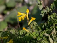 Pseudofumaria lutea Grodreservatet, Norra hamnen, Malmö, Skåne, Sweden 20160529_0194