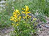 Pseudofumaria lutea Lindängelunds rekreationsområde, Malmö, Skåne, Sweden 20160807_0119