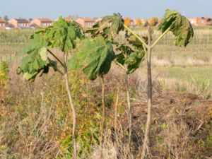 Paulownia tomentosa - Princess Tree - Kejsarträd