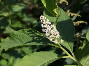 Phytolacca acinosa - Indian Poke - Kermesbär