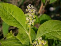 Phytolacca acinosa Åkerlund & Rausings väg, Lund, Skåne, Sweden 20230927_0004