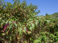 Phytolacca americana Svirskoye ushele, Lazarevskoye, Krasnodar, Russia 20160913_0379