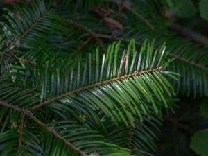 Abies alba - Silver Fir - Silvergran