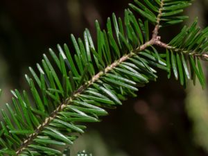 Abies balsamea - Balsam Fir - Balsamgran