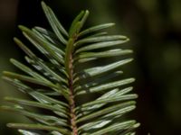 Abies balsamea Havraljunga, Hässleholm, Skåne, Sweden 20190504_0161