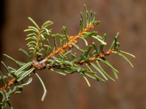 Abies concolor - White Fir - Coloradogran